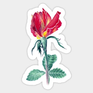 Red rose Sticker